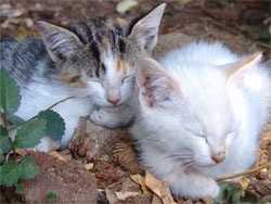 Katzenkinder,Foto: I.v. Blacha